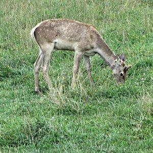 Young Male Bactrian Deer