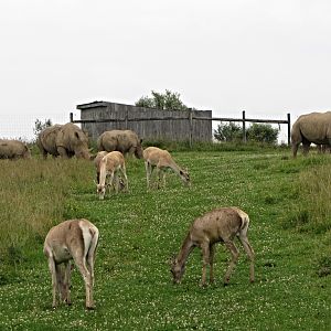 Bactrian Deer and Southern White Rhinoceroses
