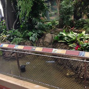 Southern side of the renovated tropical rainforest exhibit