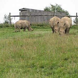 Southern White Rhinoceroses