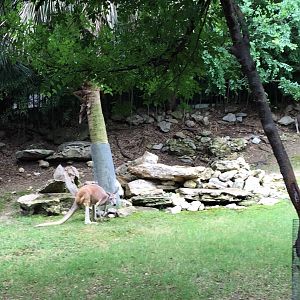 Red Kangaroo Exhibit