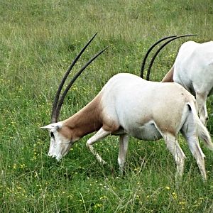 Scimitar-horned Oryx