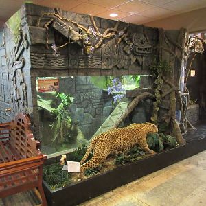 Discovery Center - Green Iguana Exhibit