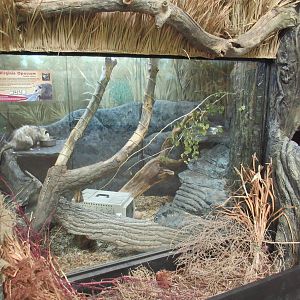 Discovery Center - Virginia Opossum Exhibit
