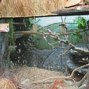 Discovery Center - Kookaburra Exhibit