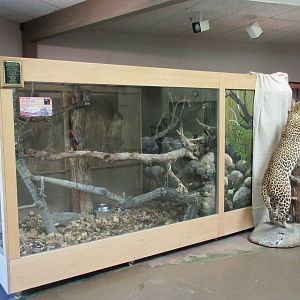 Discovery Center - Eastern Screech Owl Exhibit