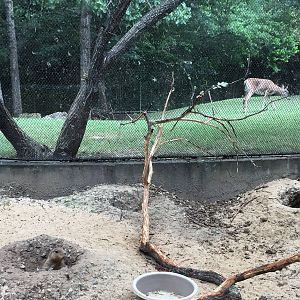 Black-tailed Prarie Dog and Whitetail Deer Exhibit