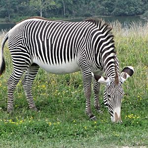 Gr?vy's Zebra Mare