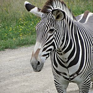 Grevy's Zebra Mare