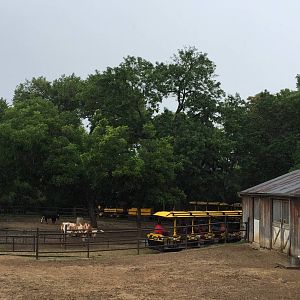 Longhorn Cattle and Childrens Train