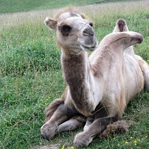 Domestic Bactrian Camel