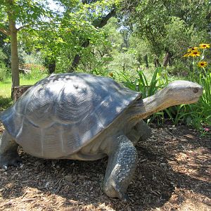 Tortoise Statue