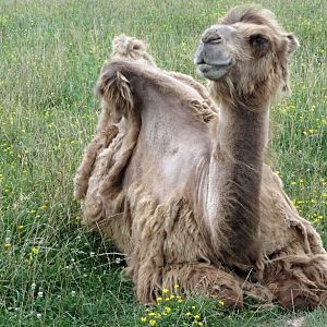 Easy, Breezy, Beautiful Cover Camel!
