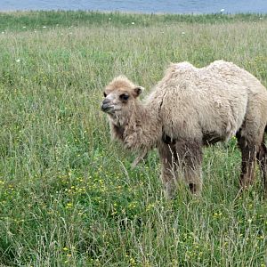 Domestic Bactrian Camel Calf