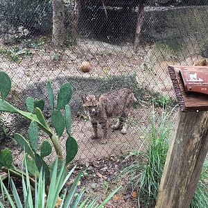Bobcat Exhibit