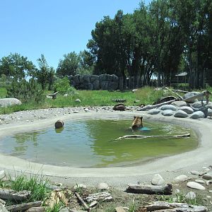 Grizzly Bear Exhibit