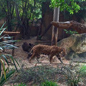 Jaguar Exhibit