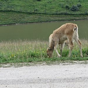P?re David's Deer Calf