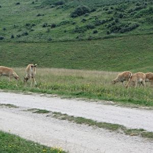 P?re David's Deer Calves