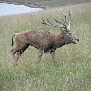 Roaring P?re David's Deer Stag