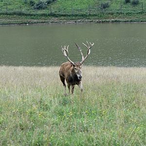 Charging P?re David's Deer Stag