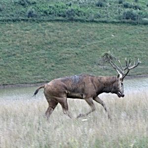 Galloping P?re David's Deer Stag