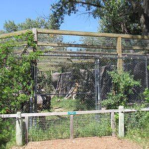 Canadian Lynx Exhibit