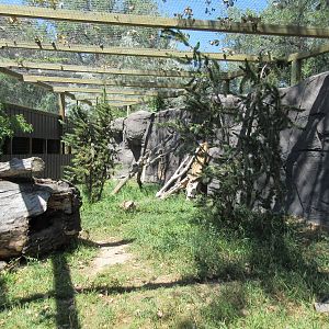 Canadian Lynx Exhibit