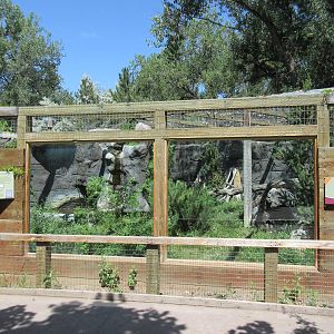 Canadian Lynx Exhibit