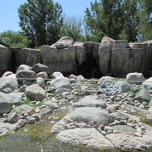 Bighorn Sheep Exhibit