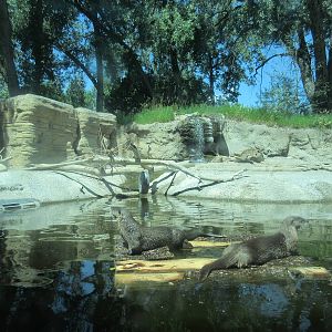 North American River Otter Exhibit