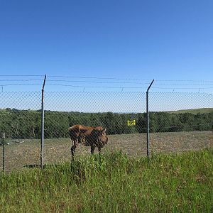 Rocky Mountain Elk Exhibit