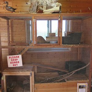 Education Building - Yellow-Bellied Marmot Exhibit