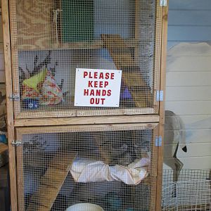 Education Building - Domestic Ferret Exhibit