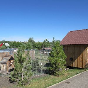 Coyote Exhibit - New in 2015