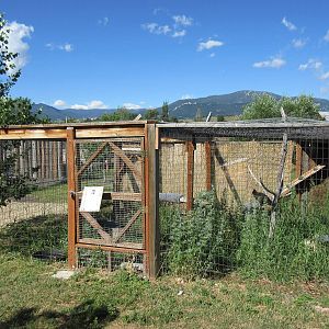 Turkey Vulture Exhibit