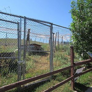 Bobcat Exhibit
