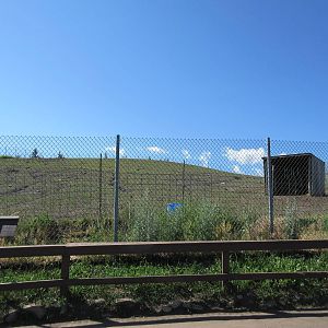 Rocky Mountain Elk Exhibit