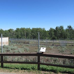 American Bison Exhibit