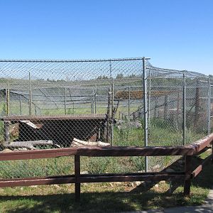 Canadian Lynx Exhibit