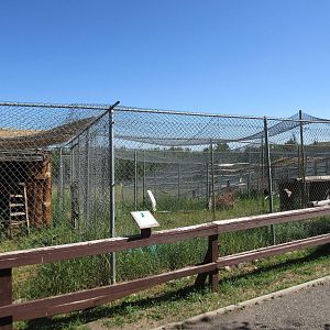 Canadian Lynx Exhibit