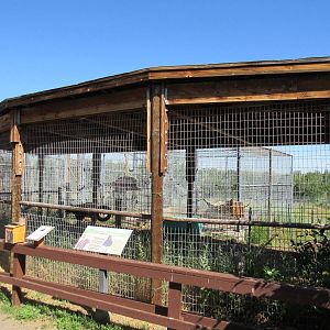 American Black Bear Exhibit #1