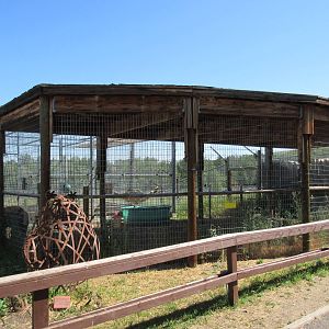 American Black Bear Exhibit #1