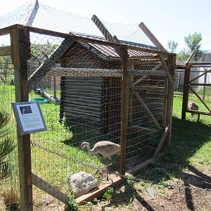 Sandhill Crane Exhibits