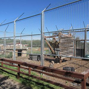 American Black Bear Exhibit #2
