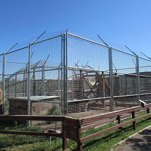 American Black Bear Exhibit #2