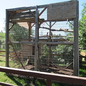 American Crow Exhibit