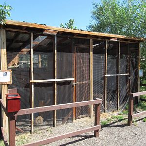 Two Exhibits: Short-Eared Owl + Prairie Falcon