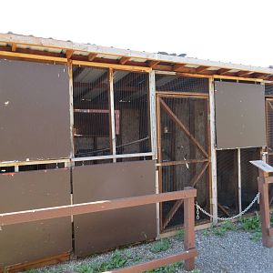 Two Exhibits: Great Horned Owls
