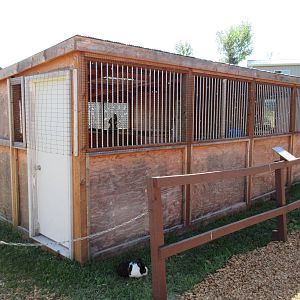 Two Exhibits: Swainson's Hawks
